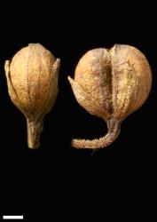 Veronica lanceolata. Capsules. Scale = 1 mm.
 Image: P.J. Garnock-Jones © P.J. Garnock-Jones CC-BY-NC 3.0 NZ
